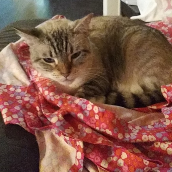 Meet your Posher, Gilbert - Picture 2 of 2